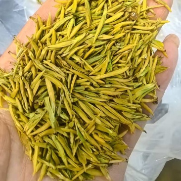 高货黄金芽小米粒