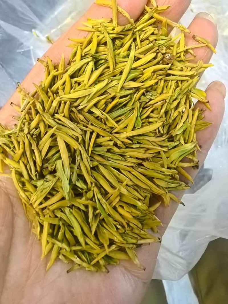高货黄金芽小米粒