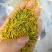 高货黄金芽小米粒