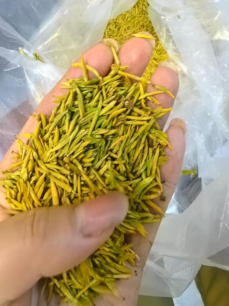 高货黄金芽小米粒