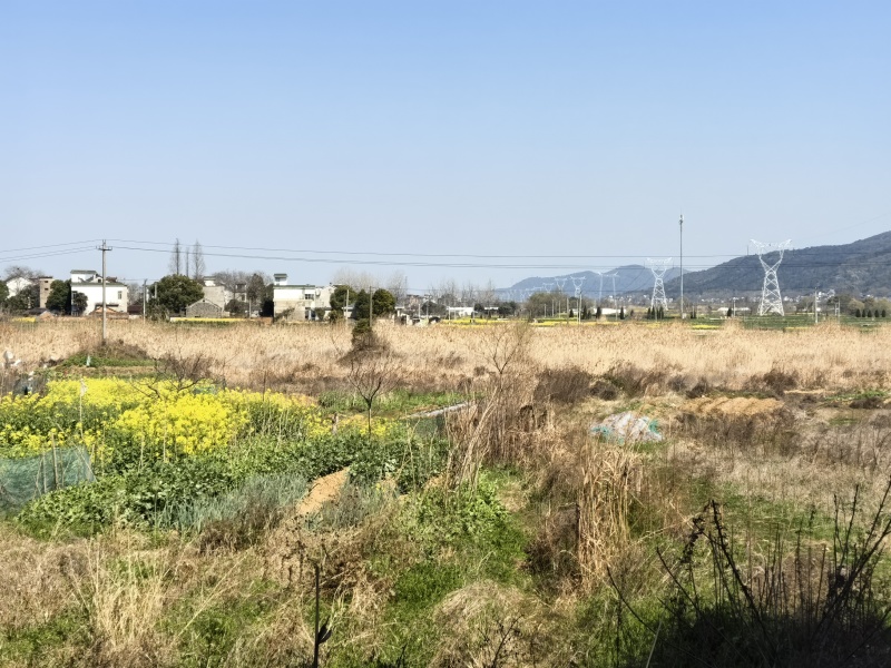 芦苇