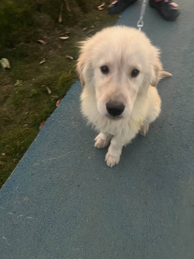 狗