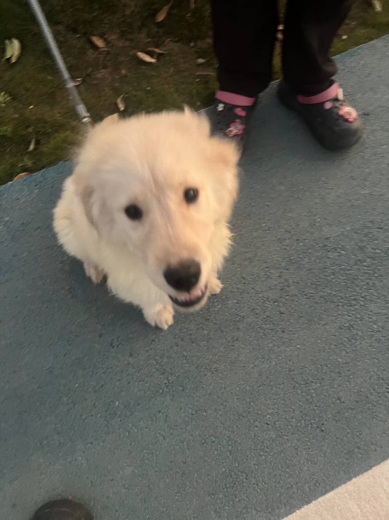 狗