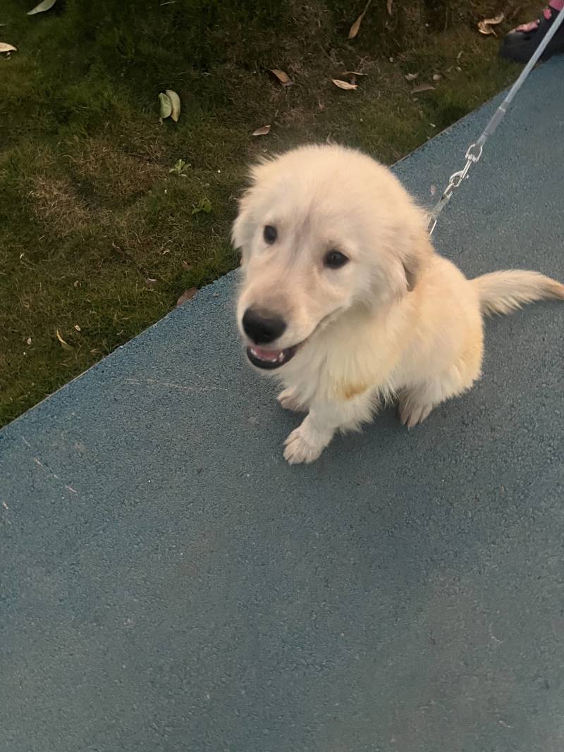 狗