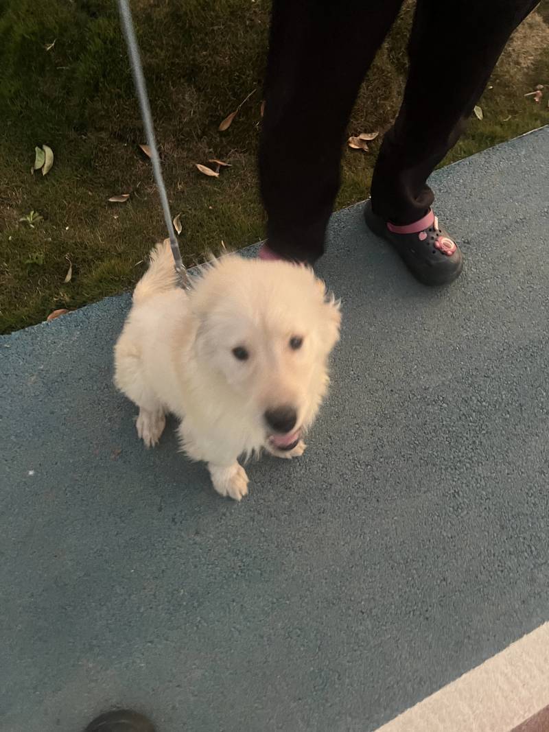 狗