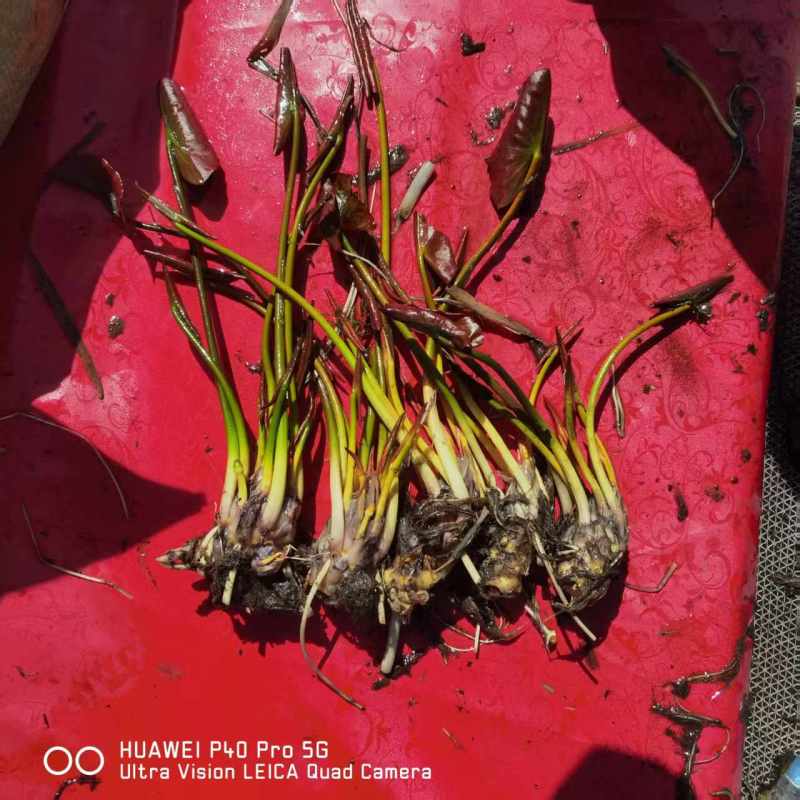 荷花藕苗，睡莲裸根