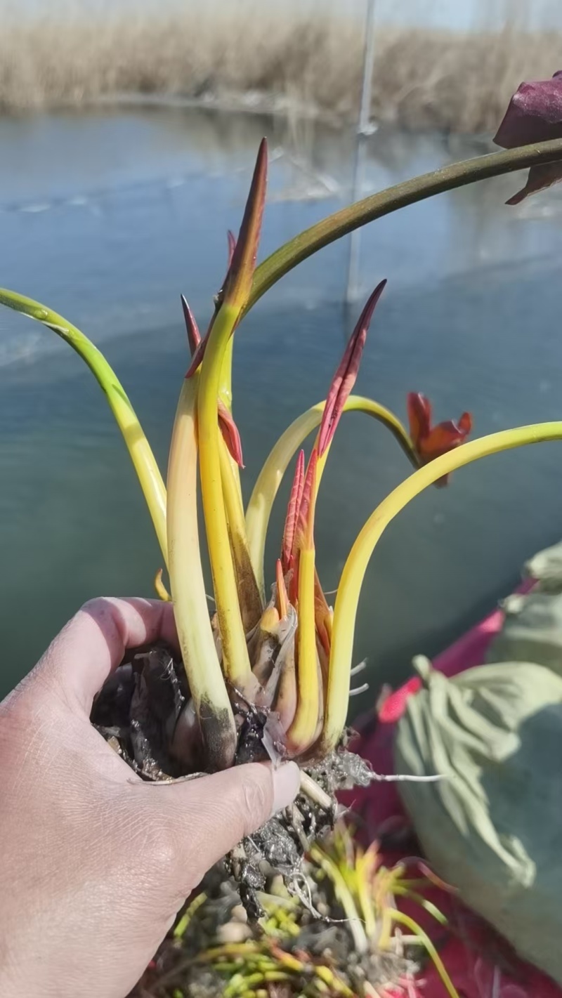 荷花藕苗，睡莲裸根