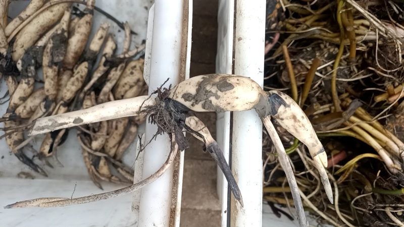 荷花藕苗，睡莲裸根