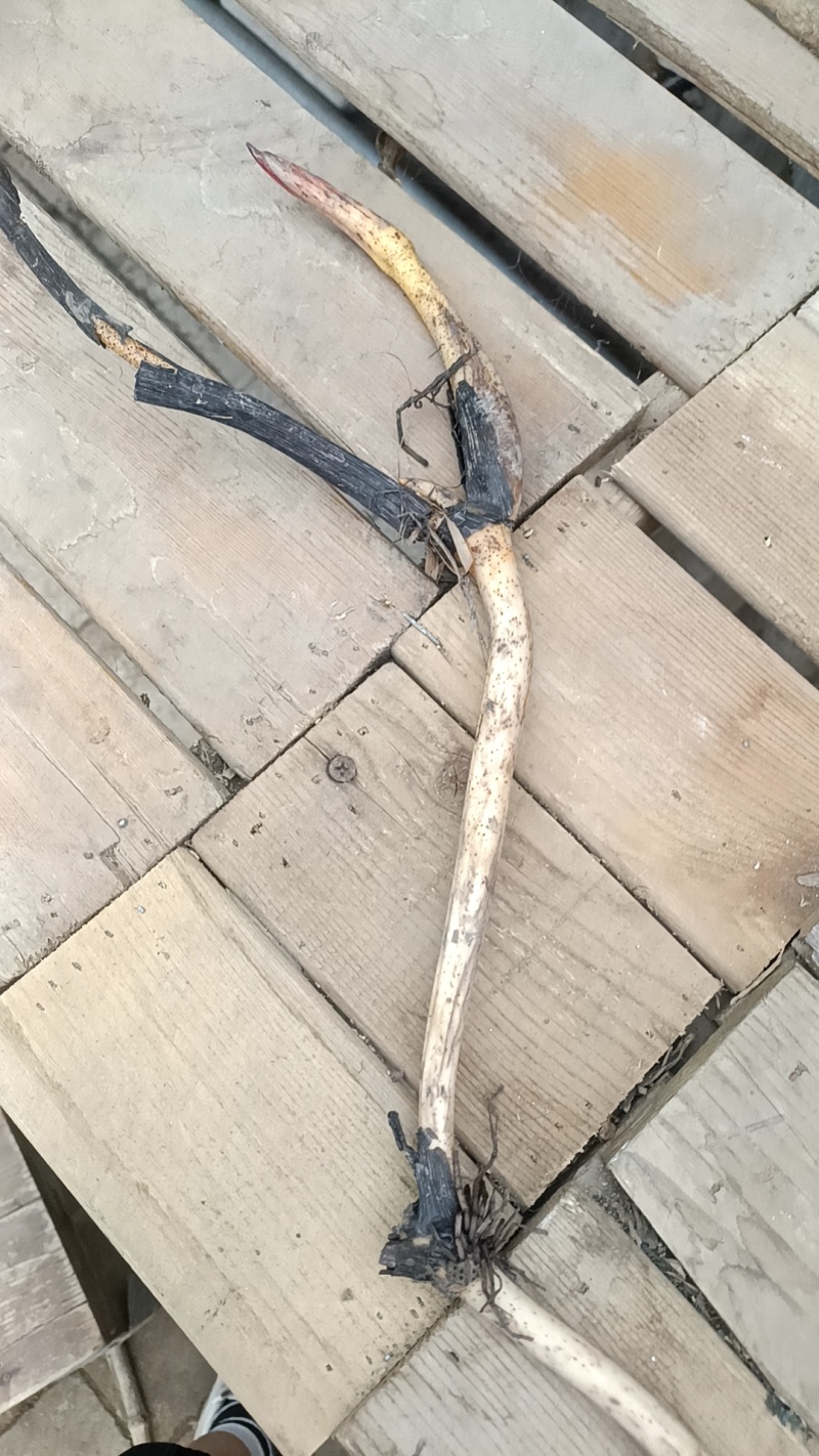荷花藕苗，睡莲裸根