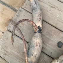 荷花藕苗，睡莲裸根