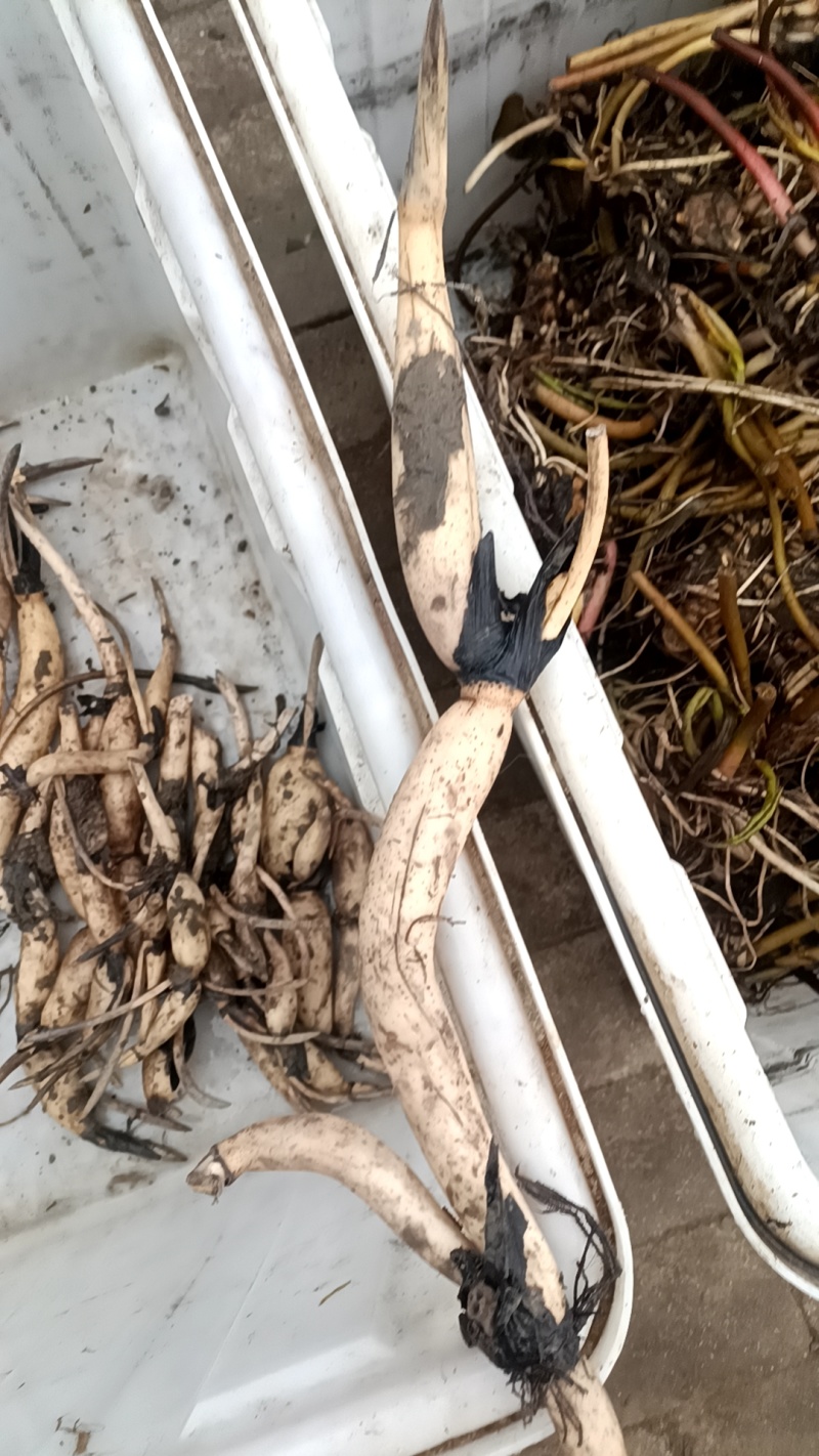 荷花藕苗，睡莲裸根