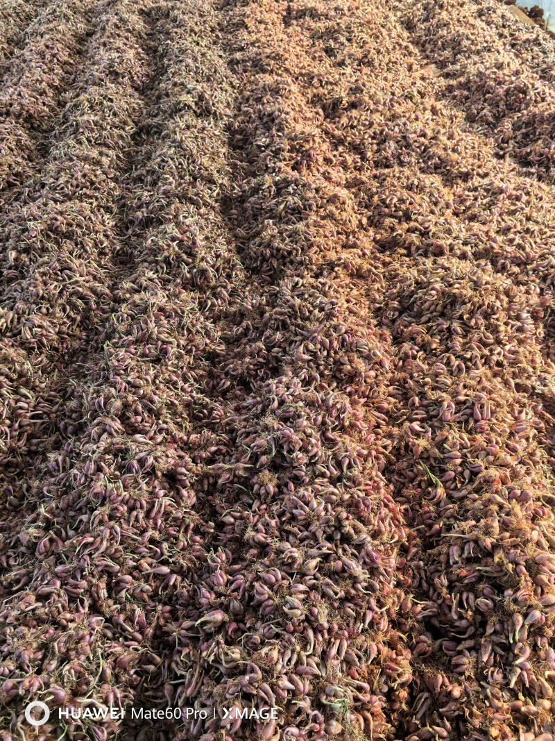 云南红葱头铁杆红葱头火葱葱头电商红葱头小葱头产地直发