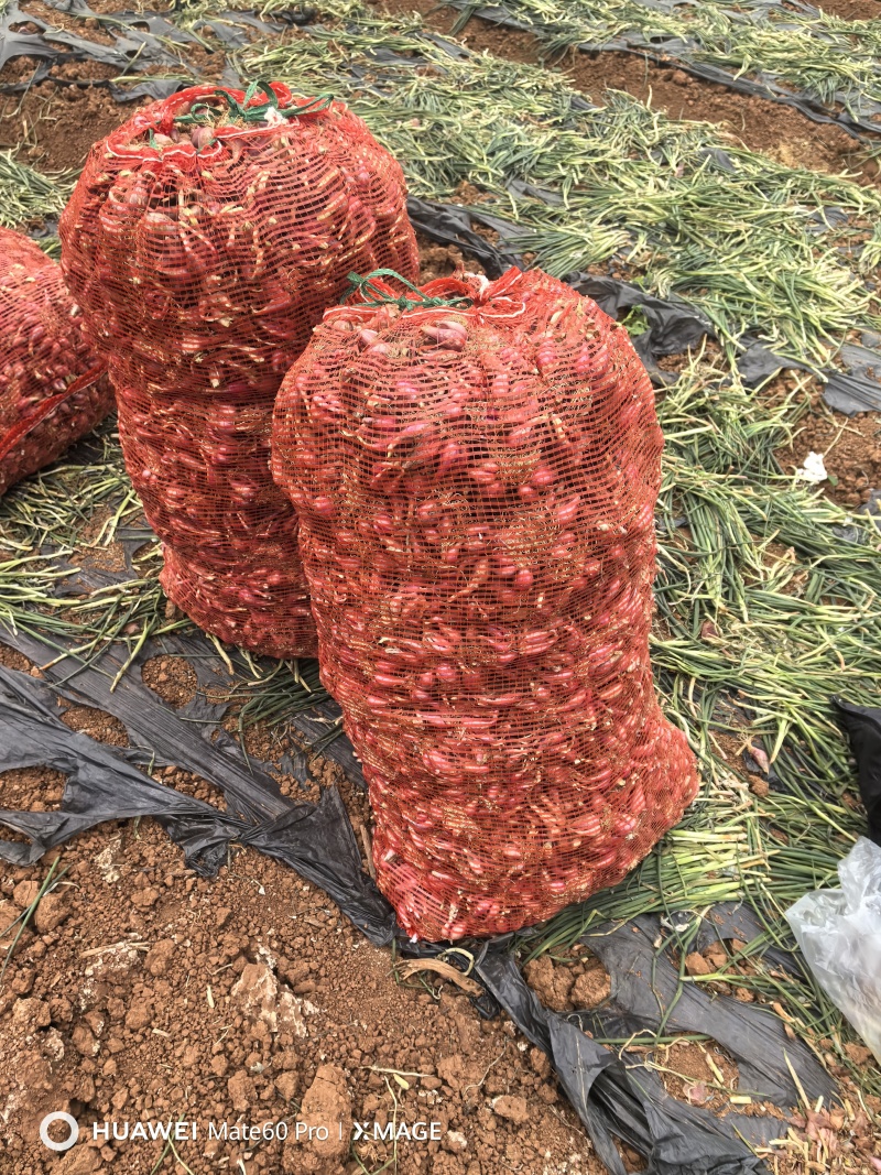 云南红葱头铁杆红葱头火葱葱头电商红葱头小葱头产地直发