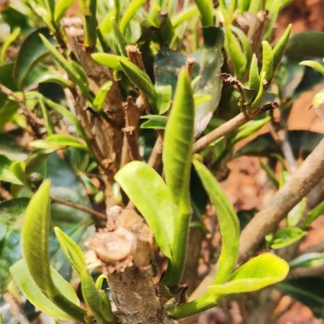 普洱大叶白茶春茶