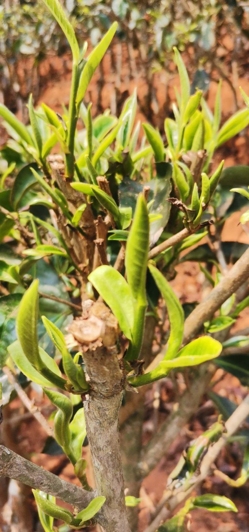 普洱大叶白茶春茶