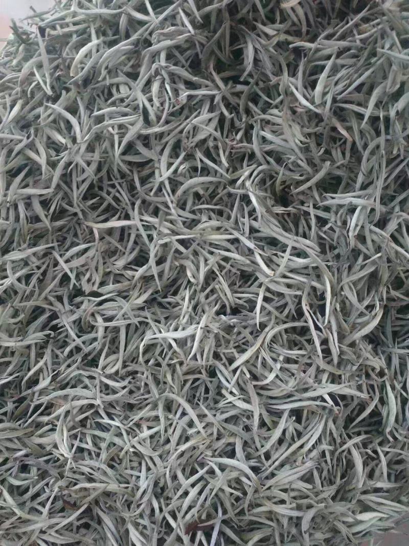 普洱大叶白茶春茶