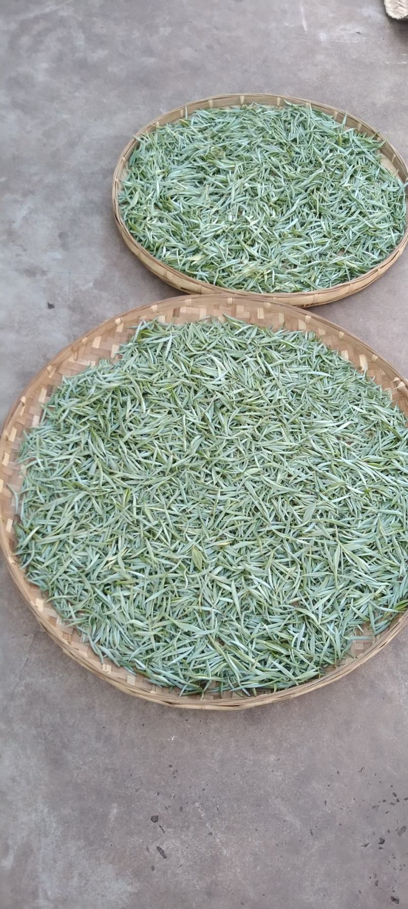 普洱大叶白茶春茶