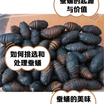 蚕蛹