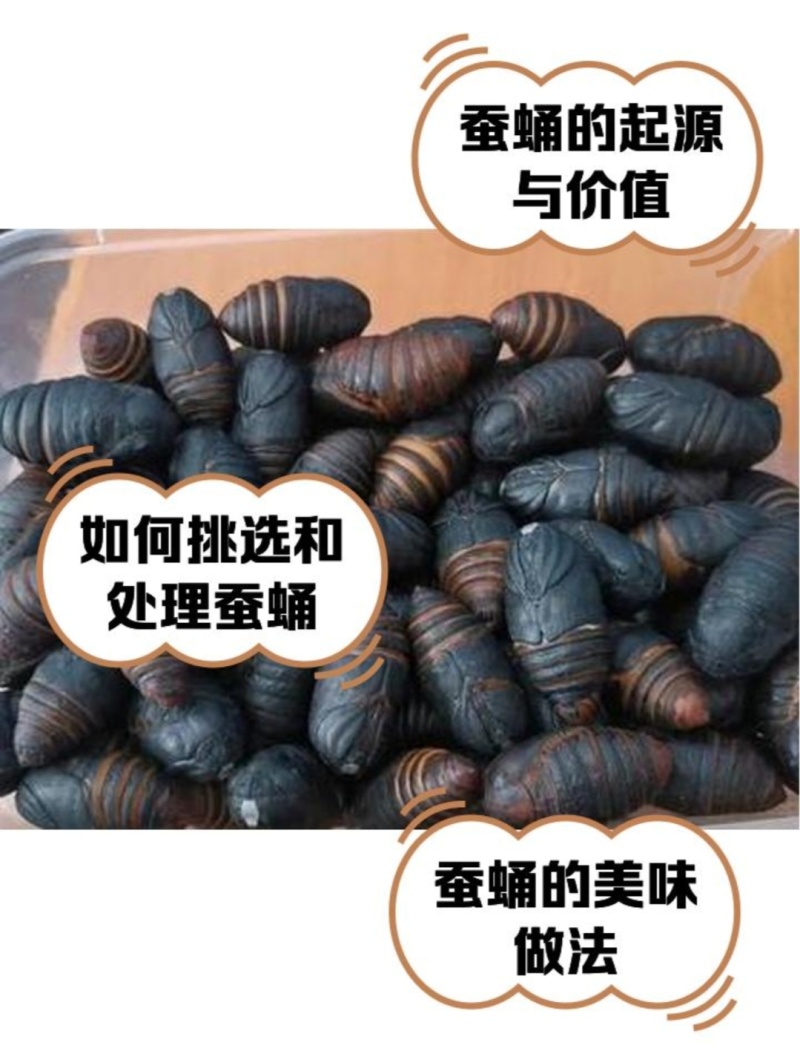 蚕蛹