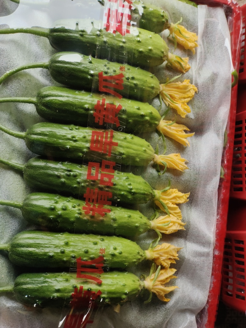 旱黄瓜精品规格齐全，品质保证，价格优惠，诚信经营
