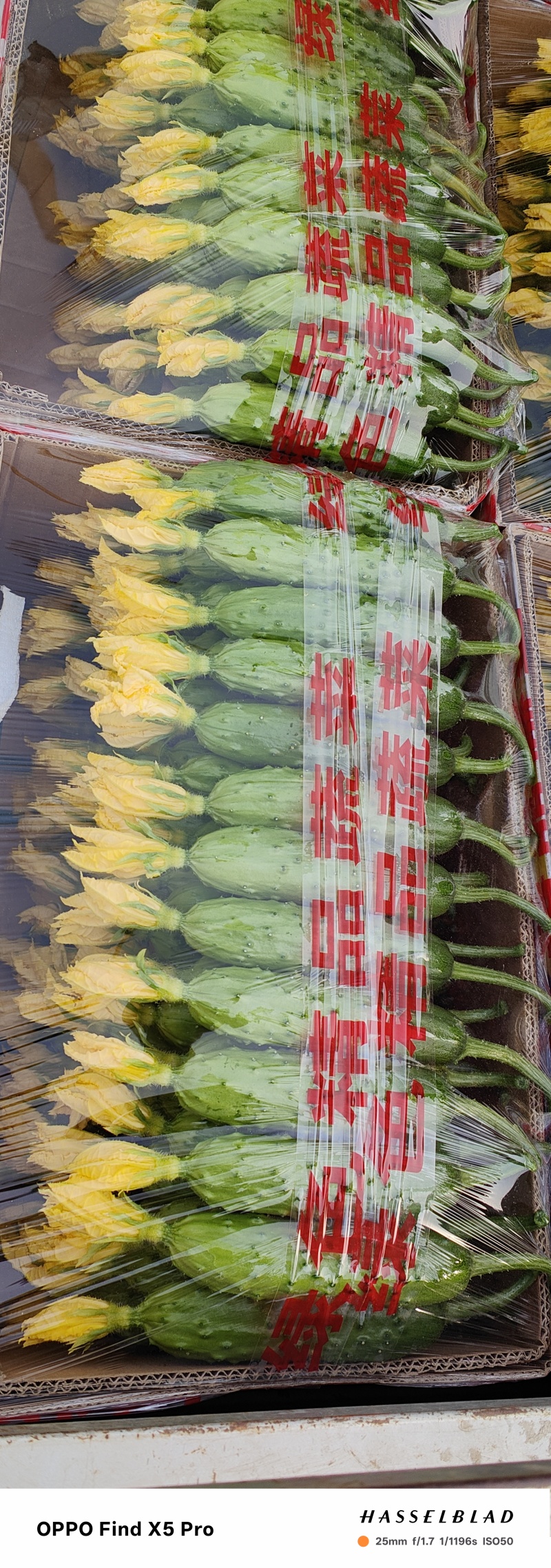 旱黄瓜精品规格齐全，品质保证，价格优惠，诚信经营
