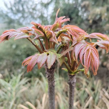 香椿芽，露天，山区货，***野生，市场价