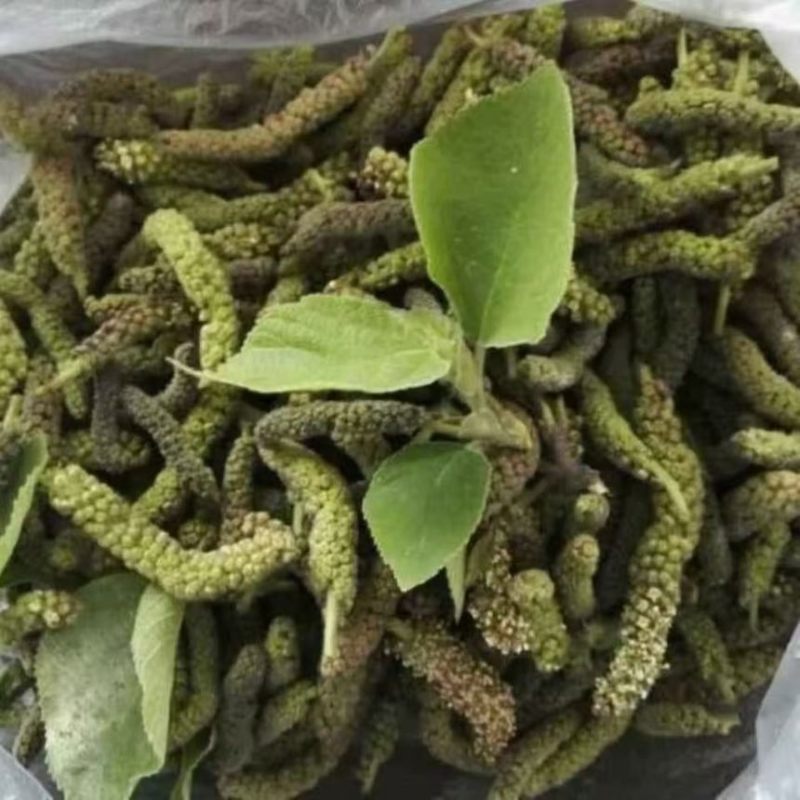 枸树穗枸棒锤毛毛虫