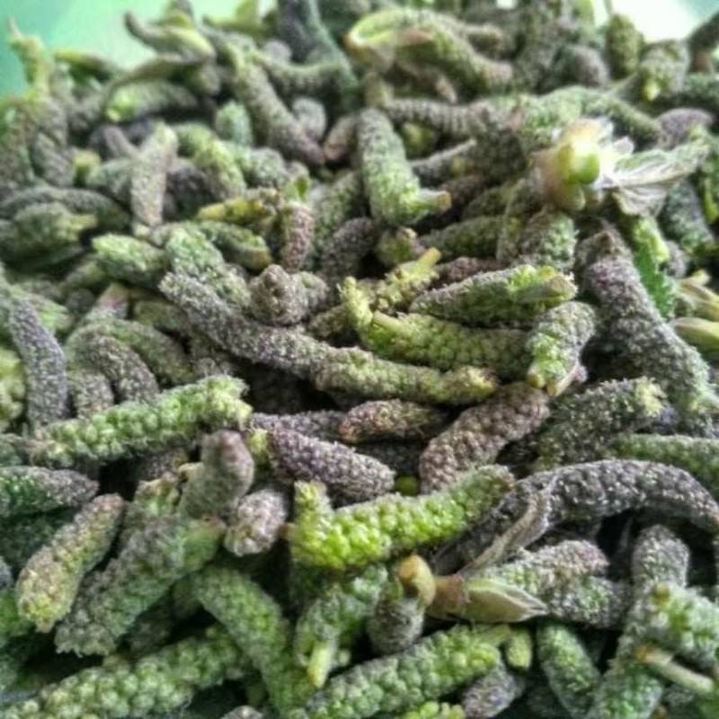 枸树穗枸棒锤毛毛虫