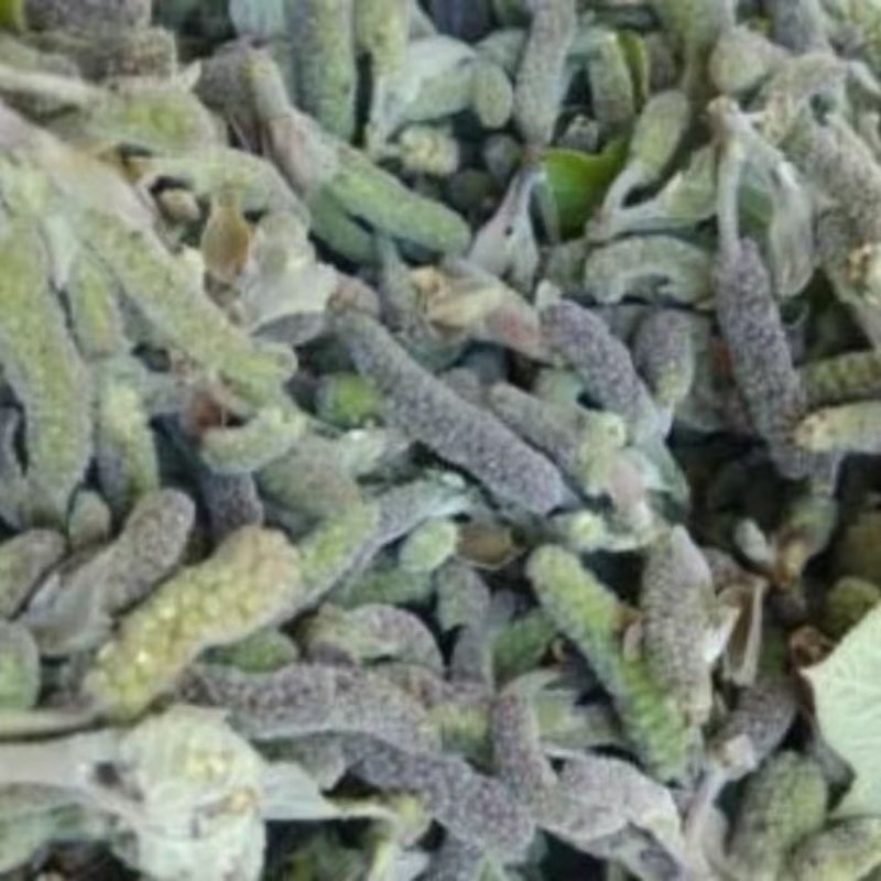枸树穗枸棒锤毛毛虫