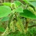 枸树穗枸棒锤毛毛虫