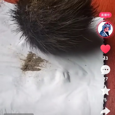 猪宝