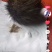 猪宝