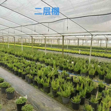 整体出售70亩连栋大棚，价格加我微信咨询
