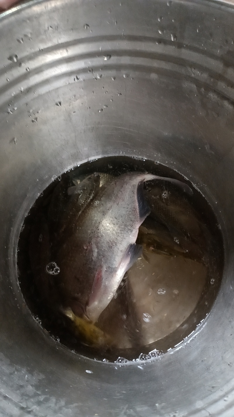 现钓鲫鱼