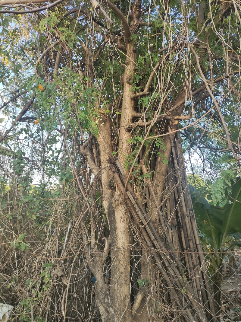 辣木树