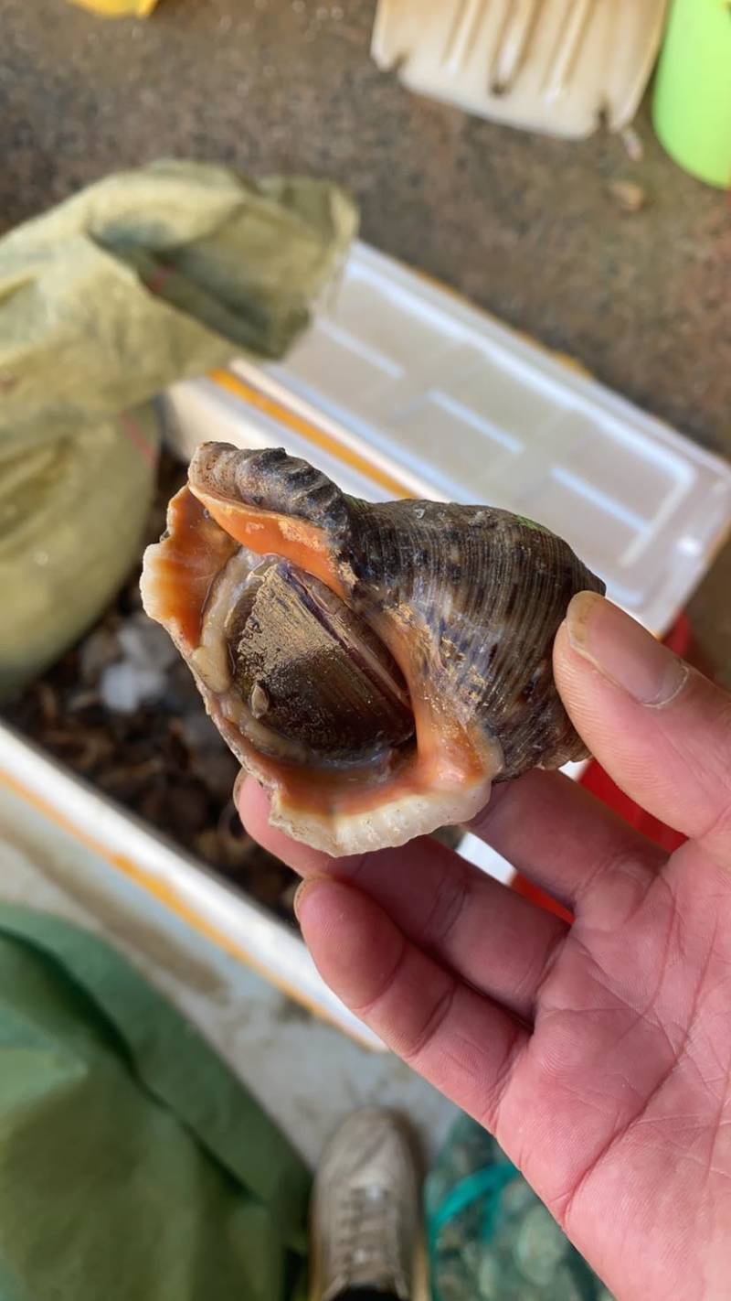北海杂螺批发，一手货源，长期供应