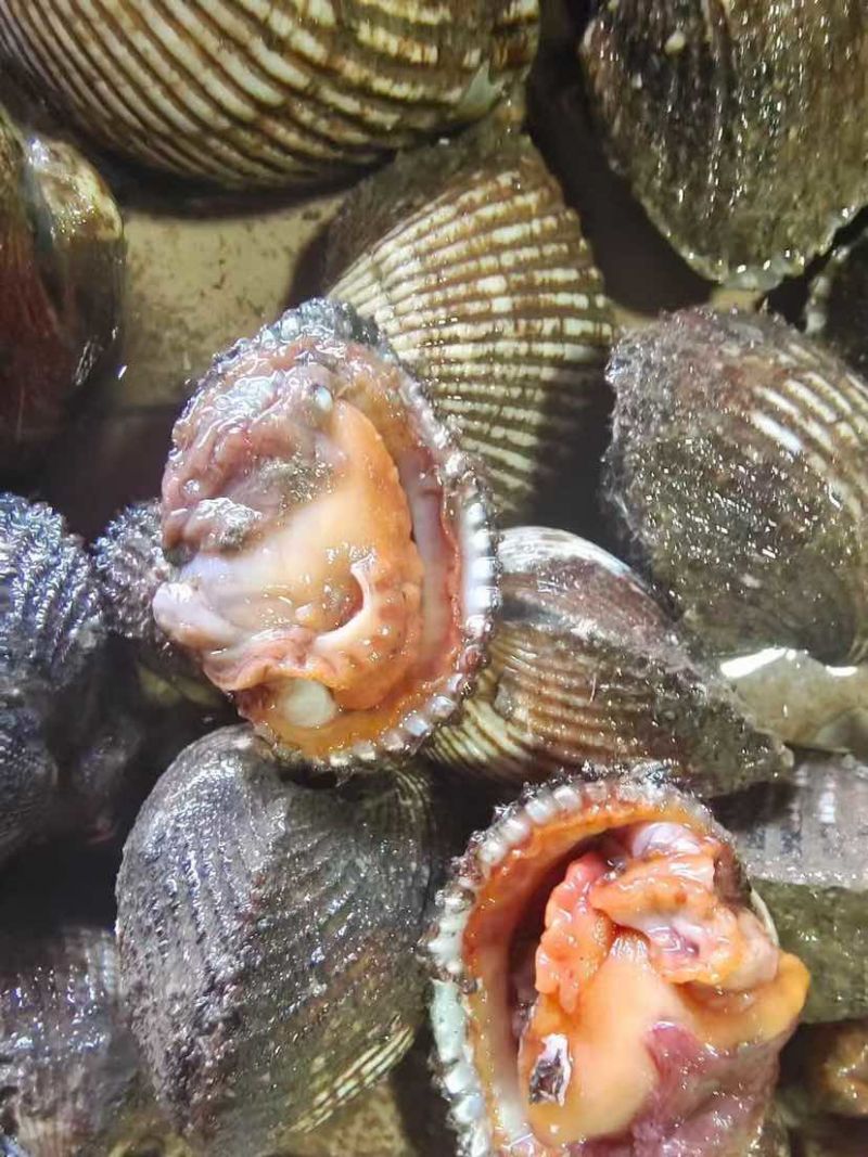 北海杂螺批发，一手货源，长期供应