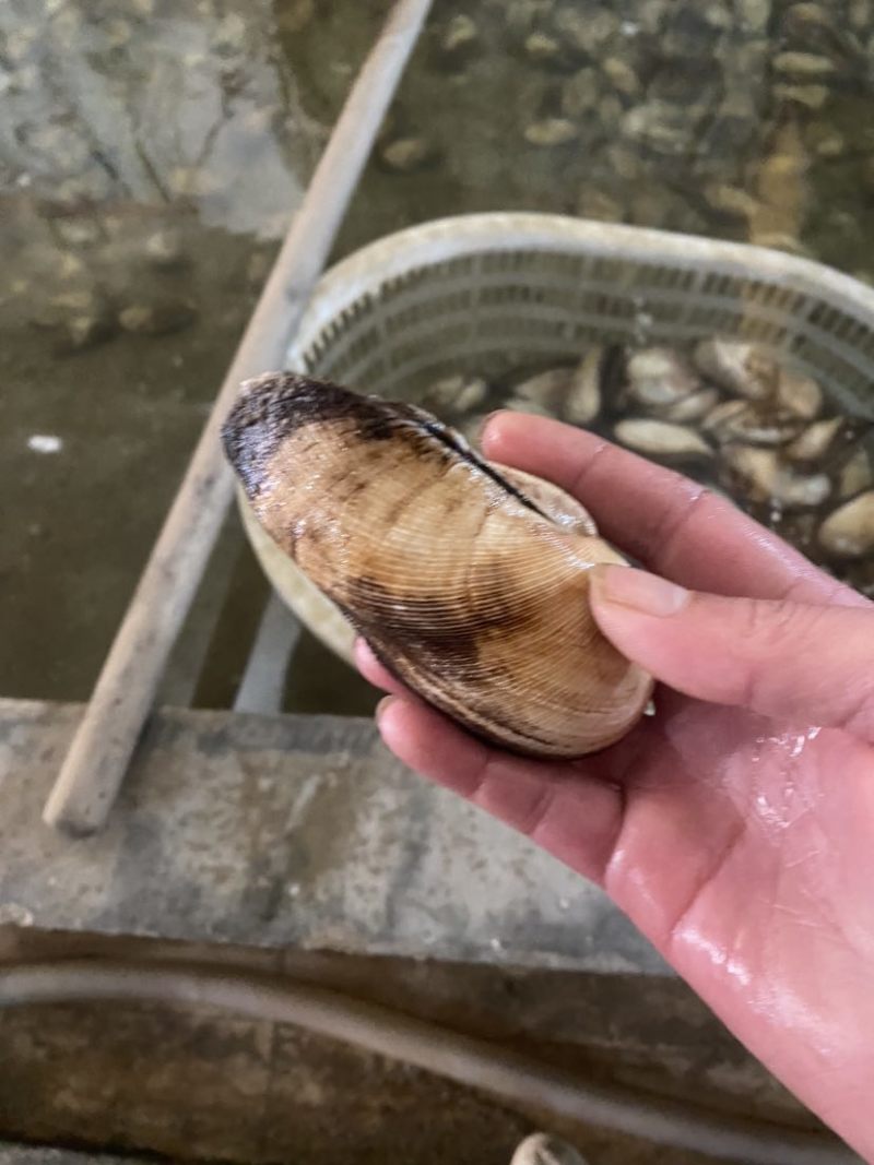 北海杂螺批发，一手货源，长期供应