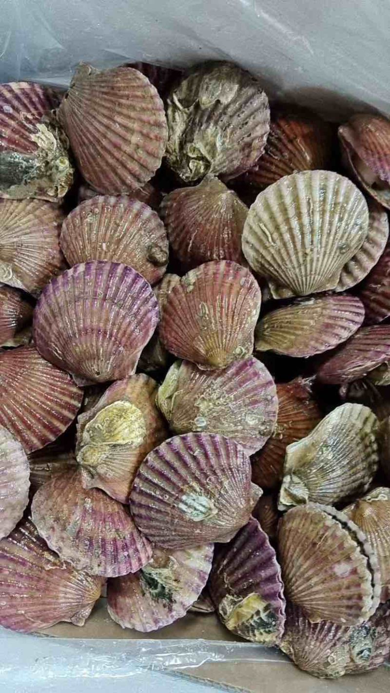 北海杂螺批发，一手货源，长期供应