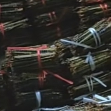 蜈蚣