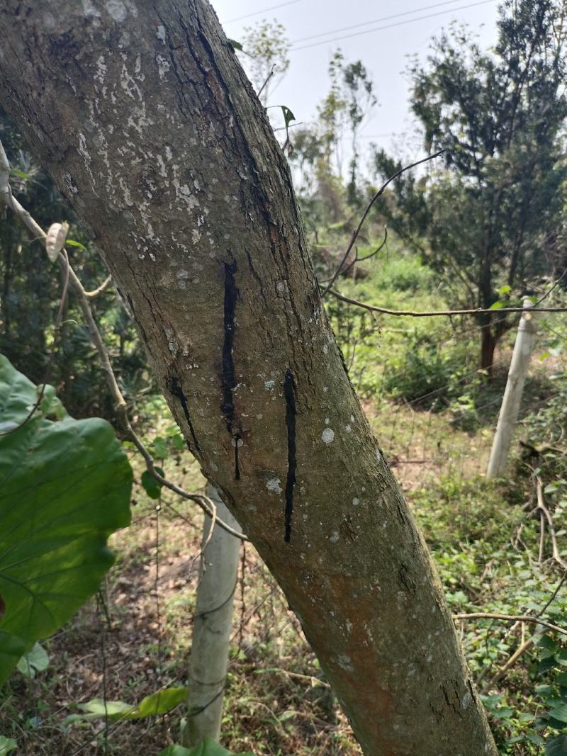 海南黄花梨树苗（油梨）