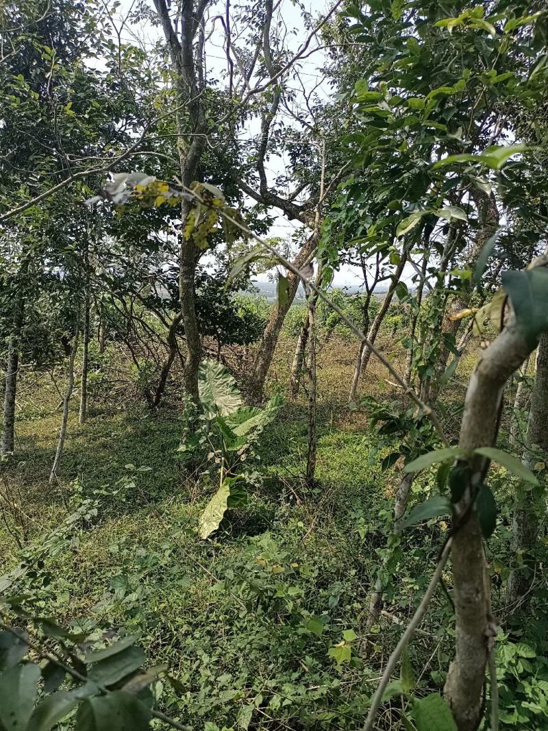 海南黄花梨树苗（油梨）
