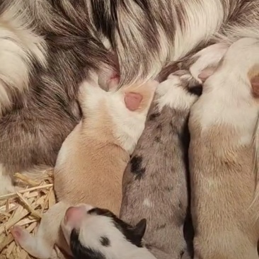 边境牧羊犬宠物狗