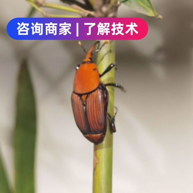 竹笋虫人工竹虫种苗养殖简单打理方便养殖周期短教养殖技术