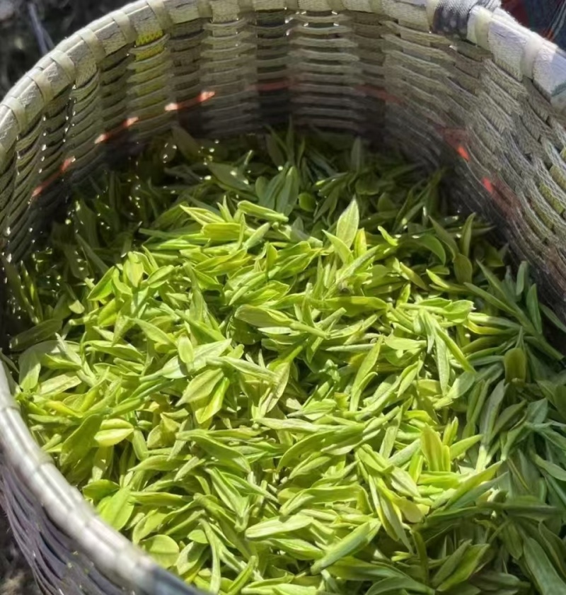 安吉白茶
