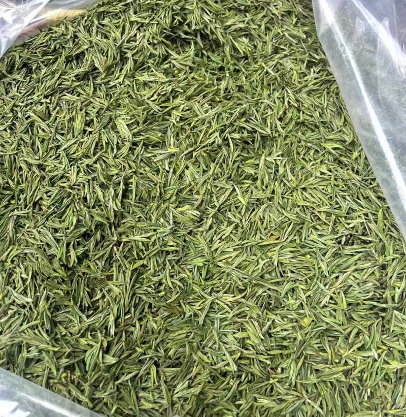 安吉白茶