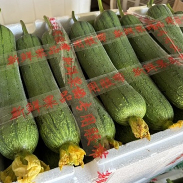 精品肉丝瓜。鲜花丝瓜。