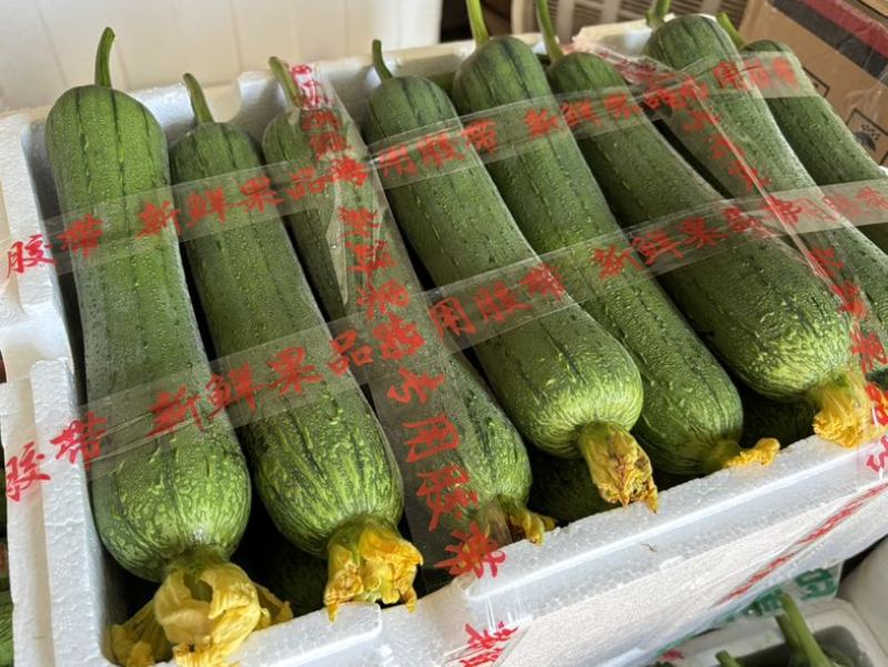 精品肉丝瓜。鲜花丝瓜。