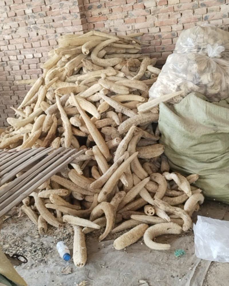 精品丝瓜络丝瓜络个丝瓜络段货量大干净无杂耐储存运输按需