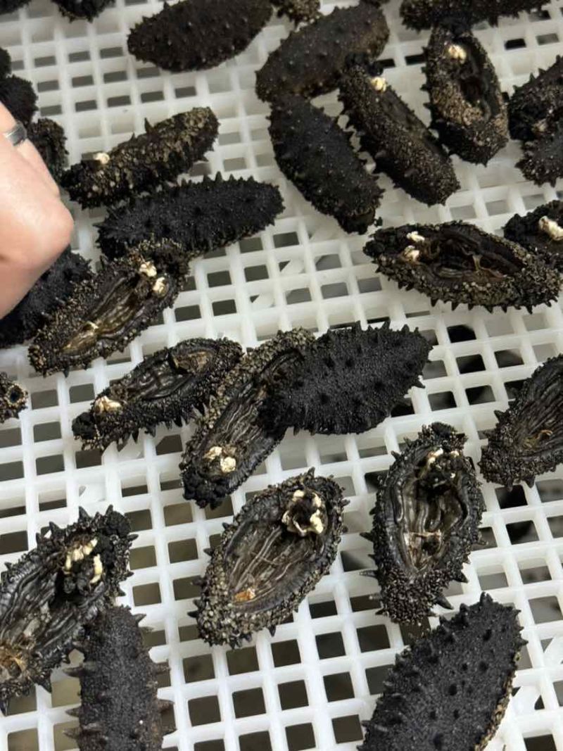 大连开口净制纯淡干海参全规格高泡发不添加